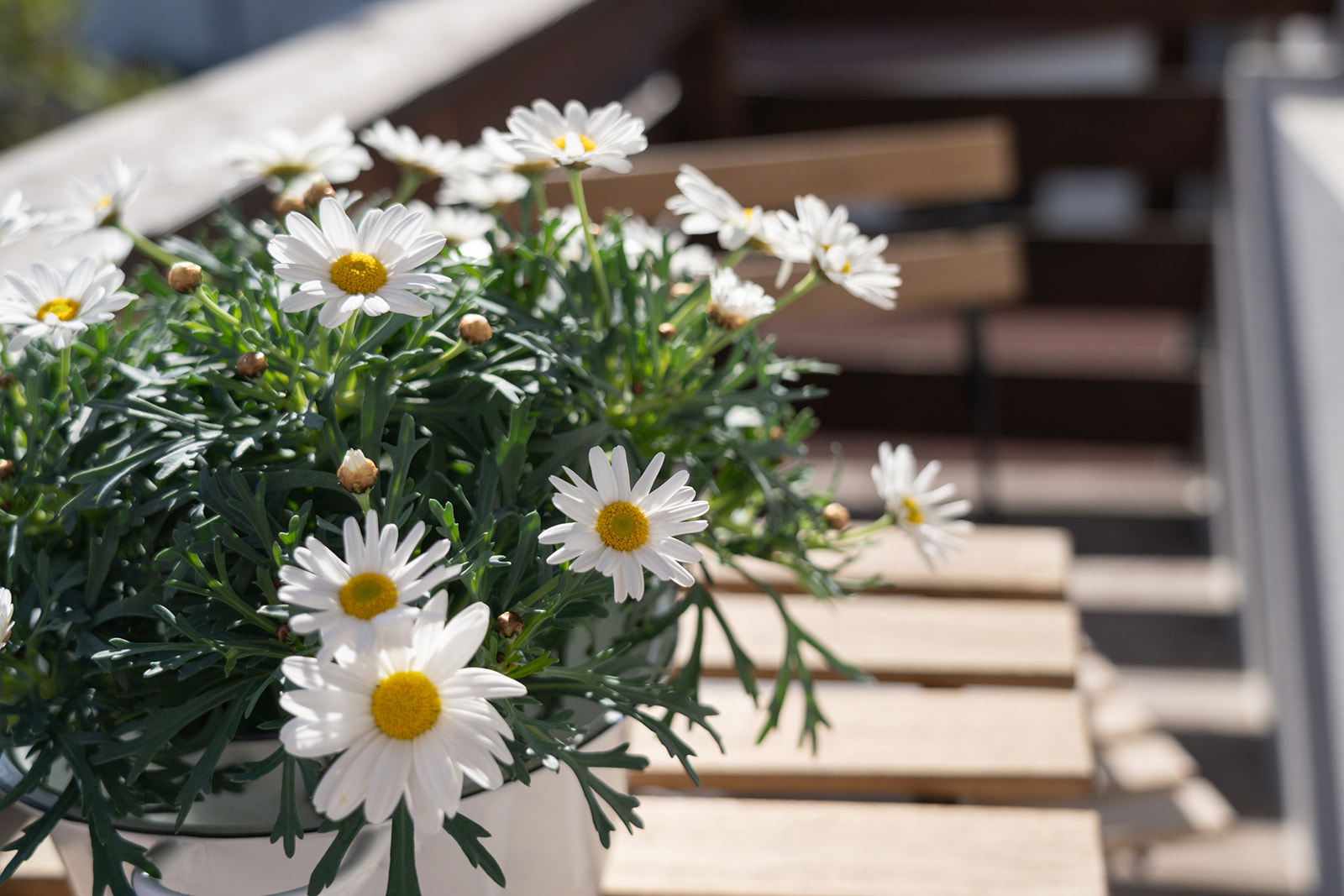 Mia Lifestyle Apartments